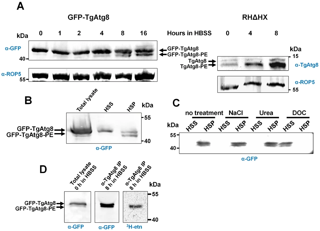 TgAtg8 exists both in soluble and membrane-associated forms that can be separated by urea SDS-PAGE.