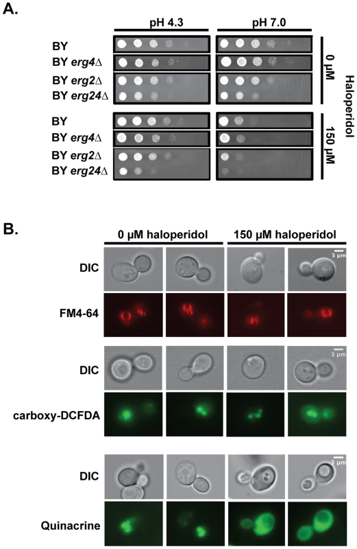 Haloperidol induces pH dependent sensitivity and other biological effects in yeast.