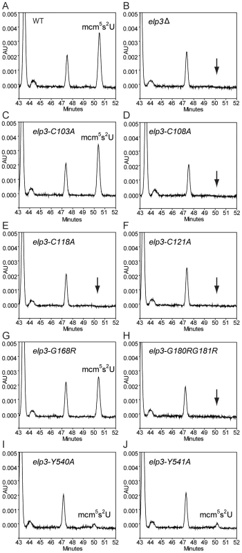 HPLC analysis of total tRNAs isolated from mutants with different alleles of <i>ELP3</i>.