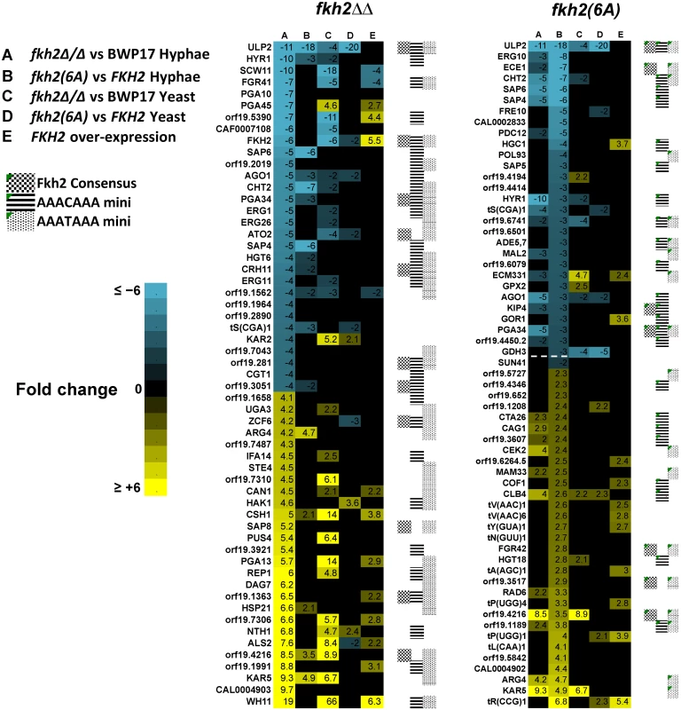 Microarray analysis of Fkh2 mutants.