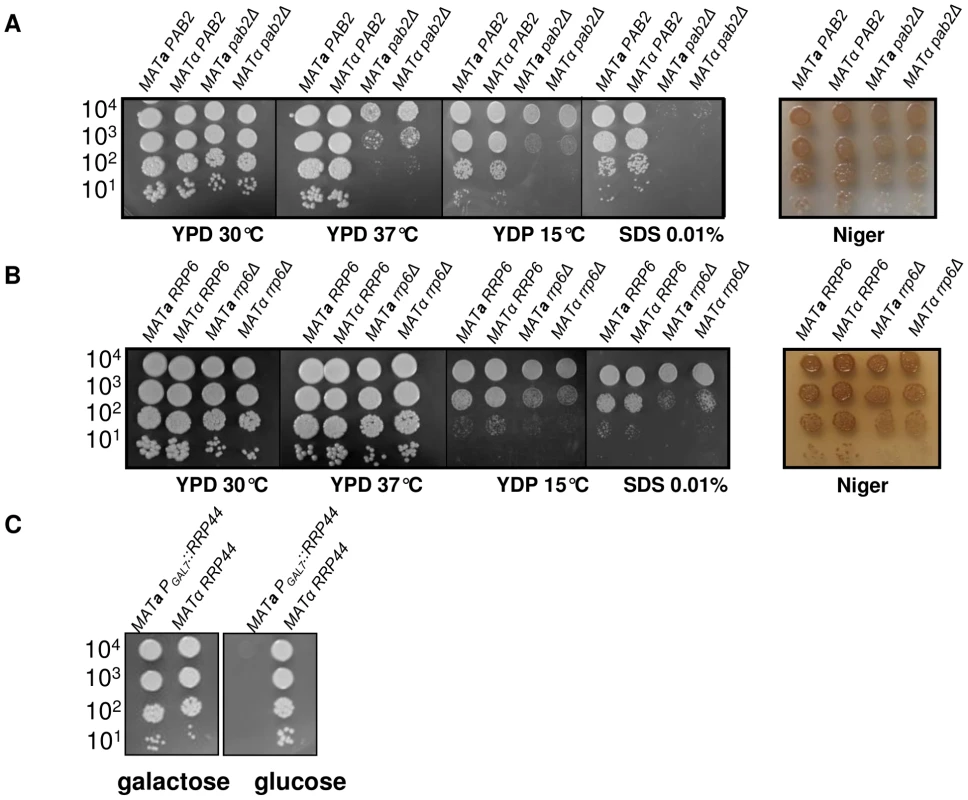 Growth phenotypes associated with <i>PAB2</i> (panel A), <i>RRP6</i> (panel B) and <i>RRP44</i> (panel C) mutations.