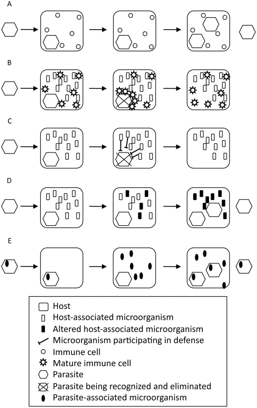 Role of microorganisms associated with the host or the parasite in the host–parasite interaction.