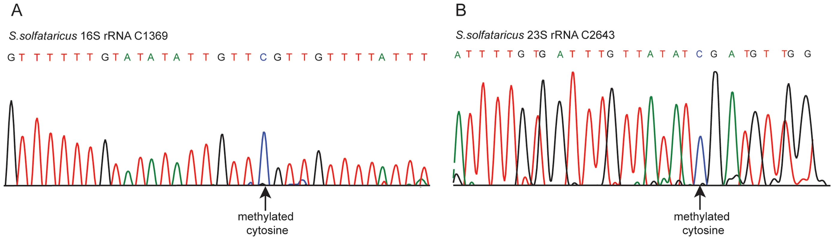 Sanger-based verification of two novel methylated positions in <i>S. solfataricus</i> rRNA identified using RNA-seq.