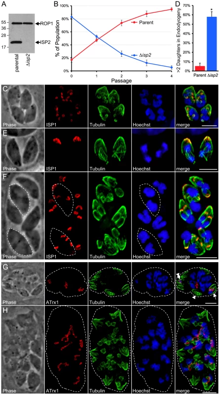 Disruption of ISP2 results in a severe loss of parasite fitness and defects in daughter cell formation.