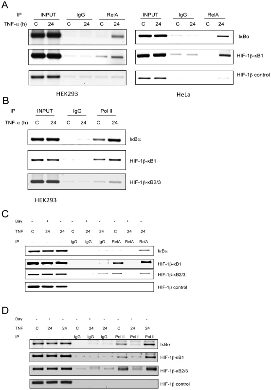 TNF-α induces RelA and RNA polymerase II recruitment to the HIF-1β promoter.