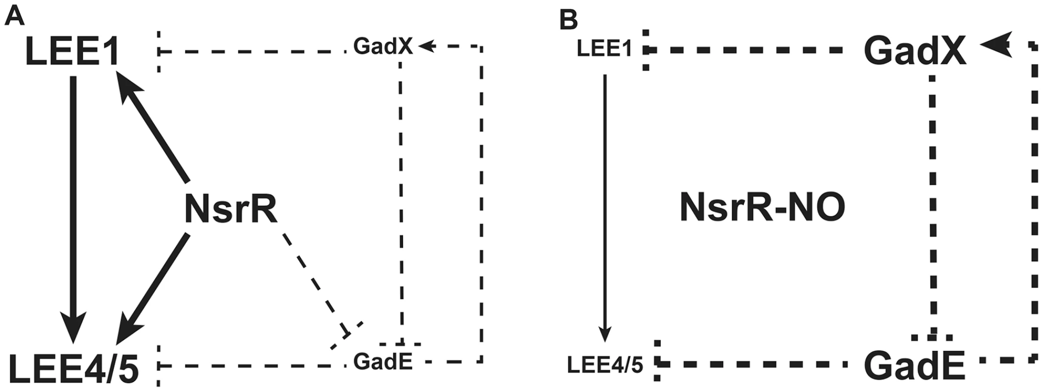 A model for the NO-dependent regulation of LEE1/4/5.