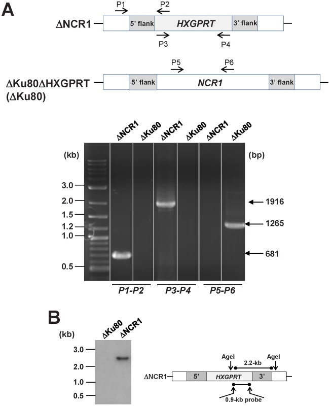 Validation of the targeted deletion of <i>NCR1</i>from the <i>Toxoplasma</i> genome.