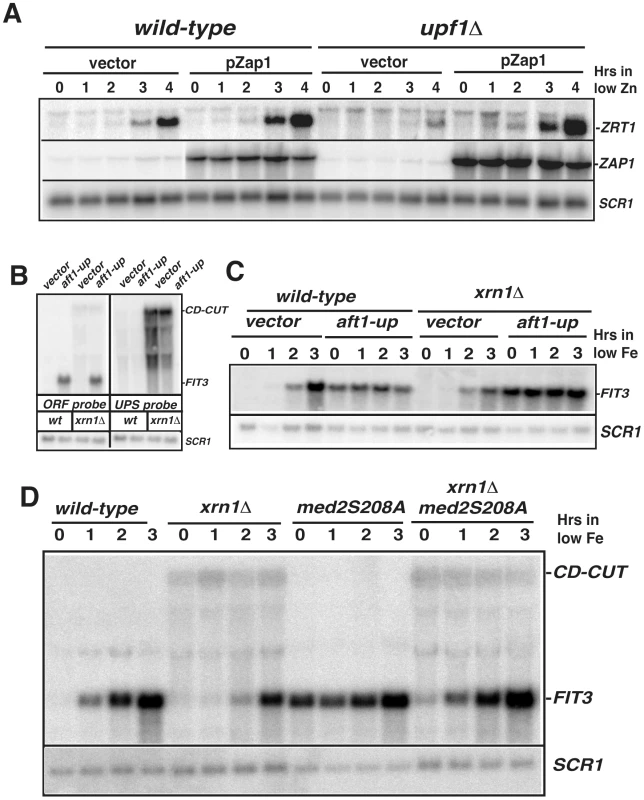 CD-CUT mediated transcriptional repression can be rescued by overexpression or constitutive activation of transcriptional activators.