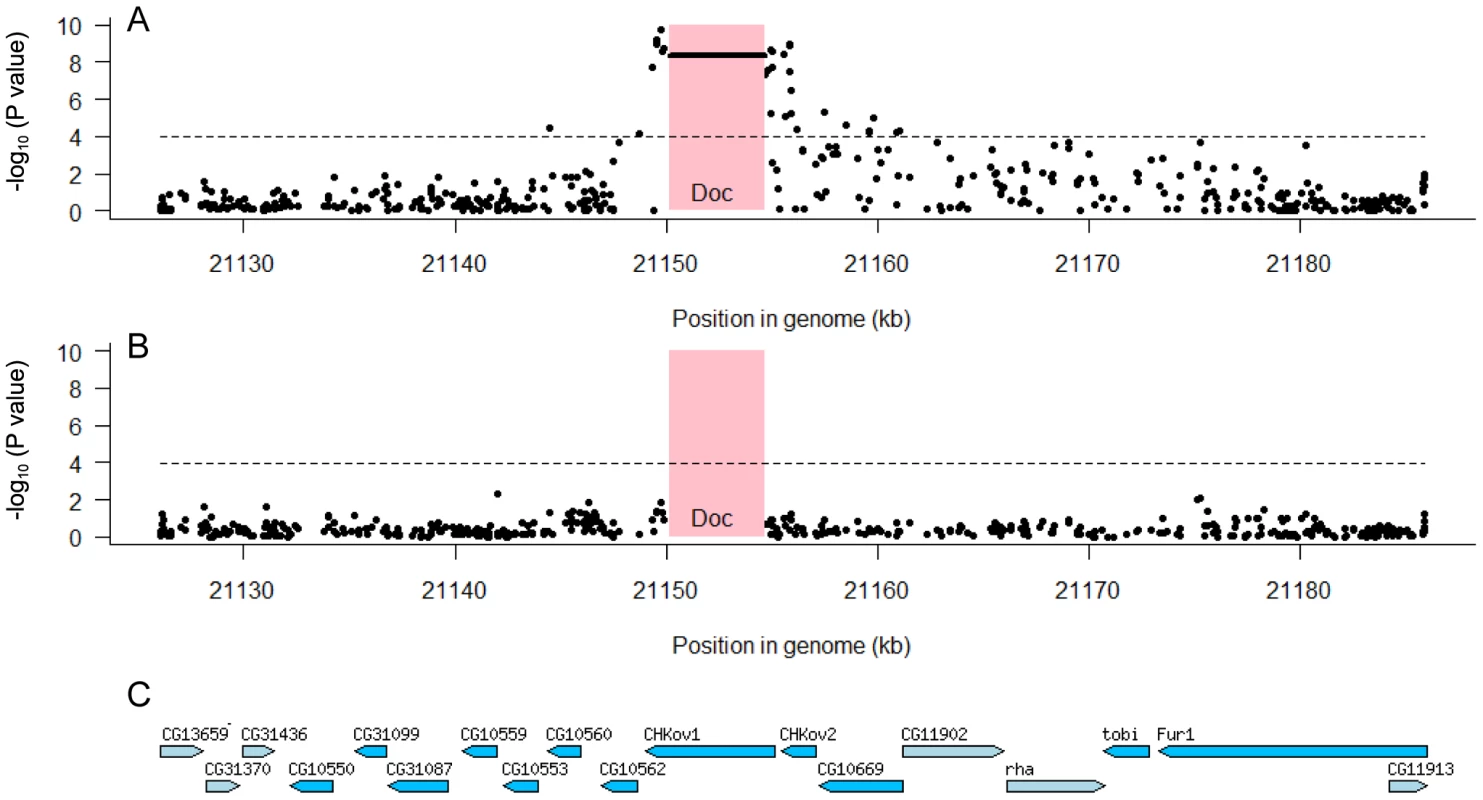 Associations between SNPs in the 60 kb region around the <i>CHKov</i> genes and resistance to the sigma virus.