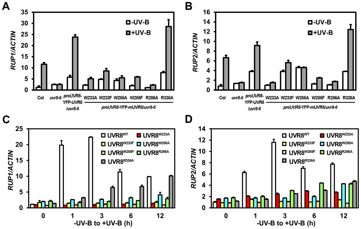 UVR8 variants show defective transcriptional regulation of <i>RUP1</i> and <i>RUP2</i> by photomorphogenic UV-B.