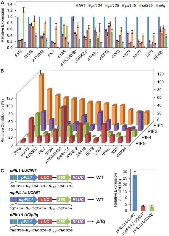 Differential regulation of PIF3 direct-target genes by individual PIF-quartet proteins.