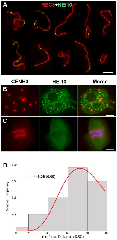 Analysis of the distribution of HEI10 bright foci in WT meiocytes.