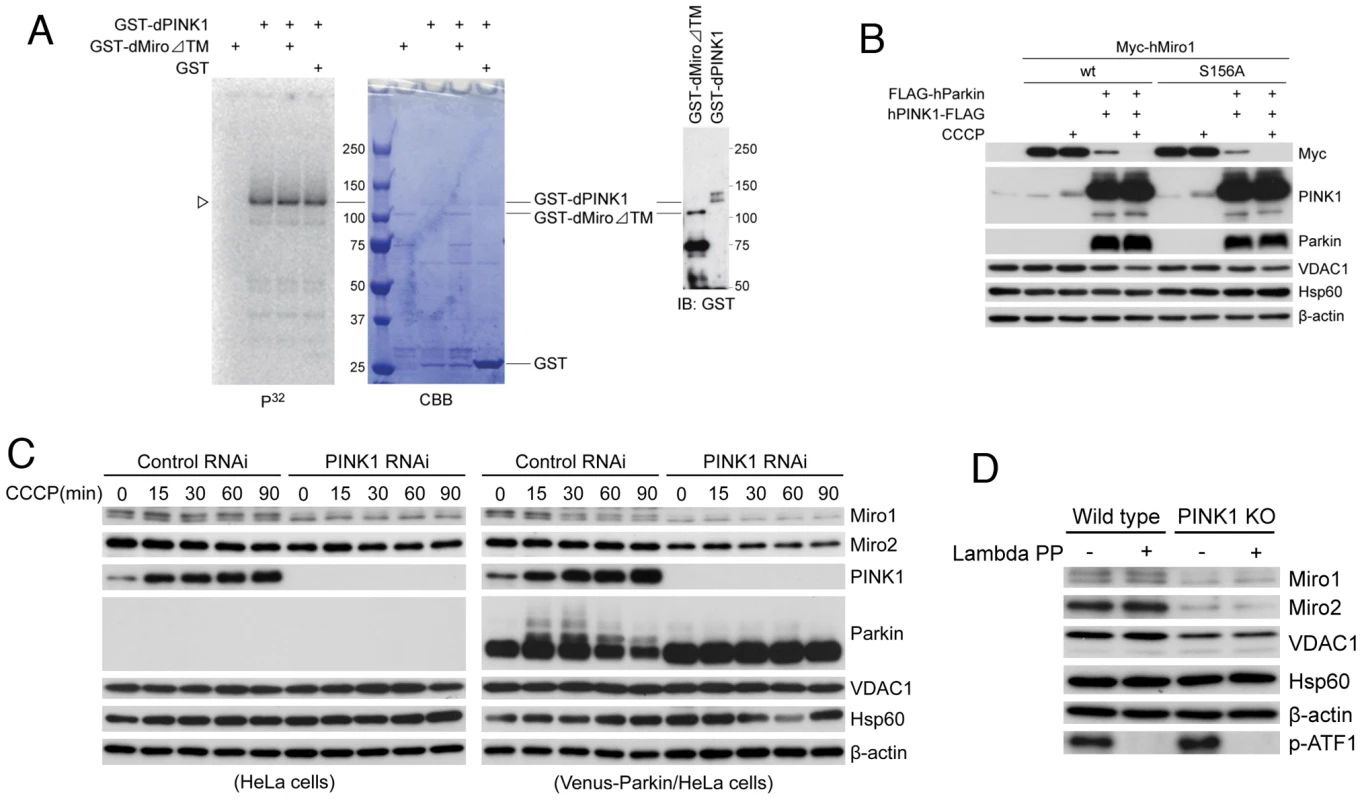 Effects of PINK1 loss of function on endogenous Miro protein level in mammalian cells and testing potential direct phosphorylation of Miro by PINK1.