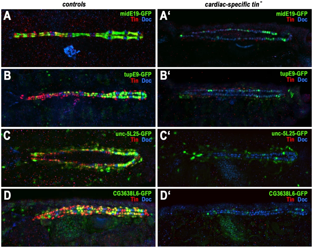 Dependency of late cardiac enhancer activities within the dorsal vessel on <i>tin</i>.