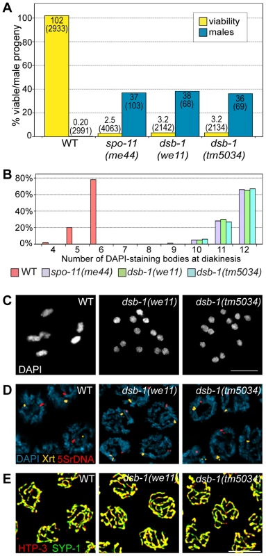 <i>dsb-1</i> mutants lack meiotic crossovers but are proficient for homologous chromosome pairing and synapsis.