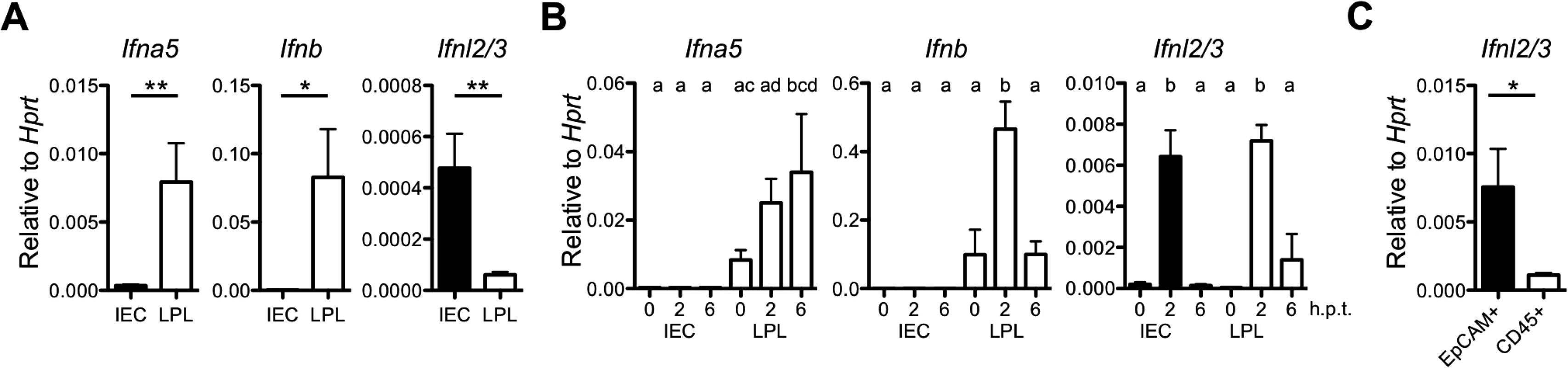 IECs are potent producers of IFN-λ but not type I IFN.