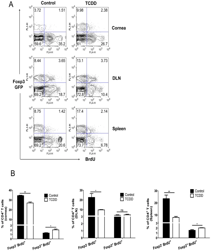 Differential proliferation of Treg over Foxp3<sup>-</sup>CD4<sup>+</sup> T cells in TCDD treated mice after HSV-1 infection.