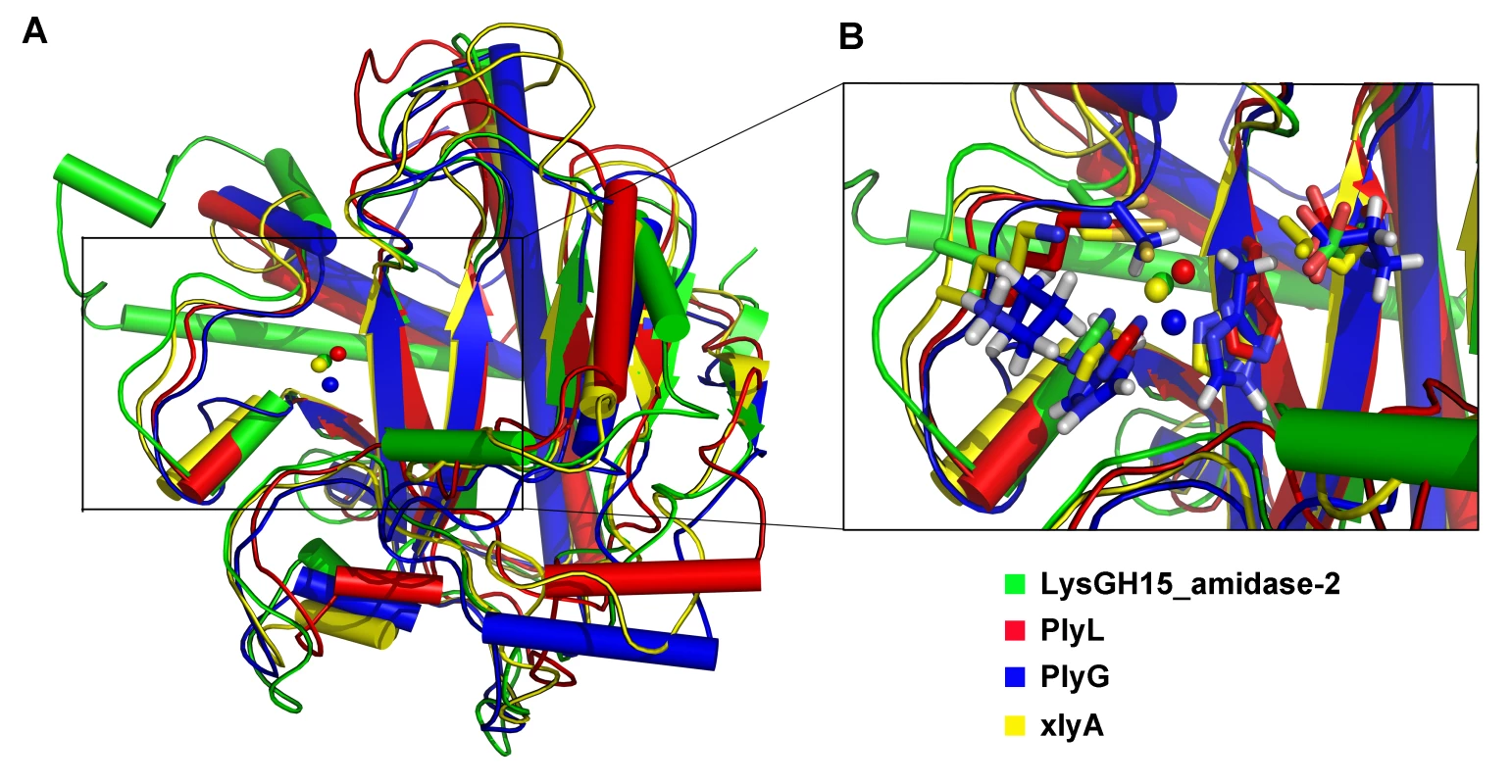 Structural comparison of the LysGH15 amidase-2 domain with homologous proteins.