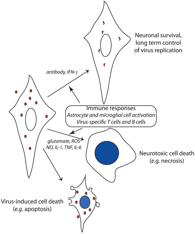 Schematic diagram of the potential outcomes after virus infection of neurons.