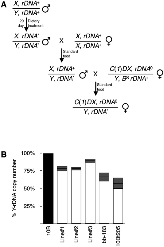 rDNA deletions persist through multiple generations.