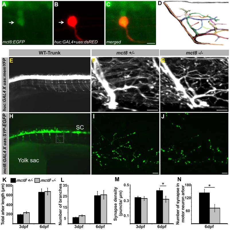 Loss of MCT8 reduces synaptic density in axonal arbors of the motor neuron.