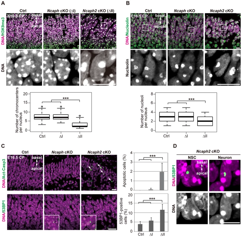 Depletion of condensin II affects nuclear architecture and cell survival in postmitotic neurons.