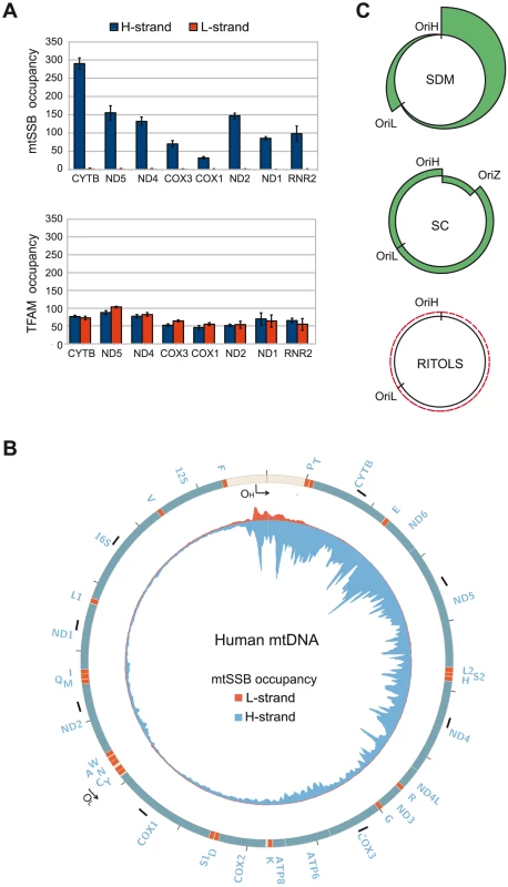 mtSSB <i>in vivo</i> occupancy reflects strand-displacement mtDNA replication.