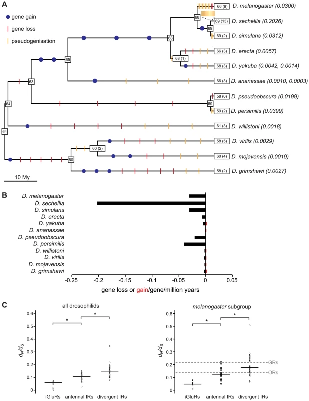 Gene loss and gain and selective pressures in drosophilid IR repertoires.