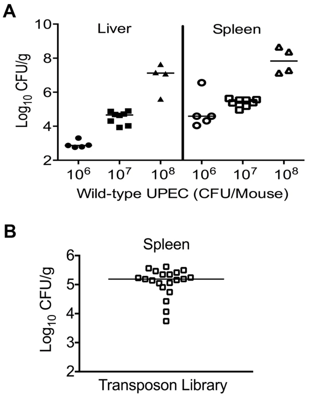 Colonization of uropathogenic <i>E. coli</i> during systemic disseminated infection in mice.