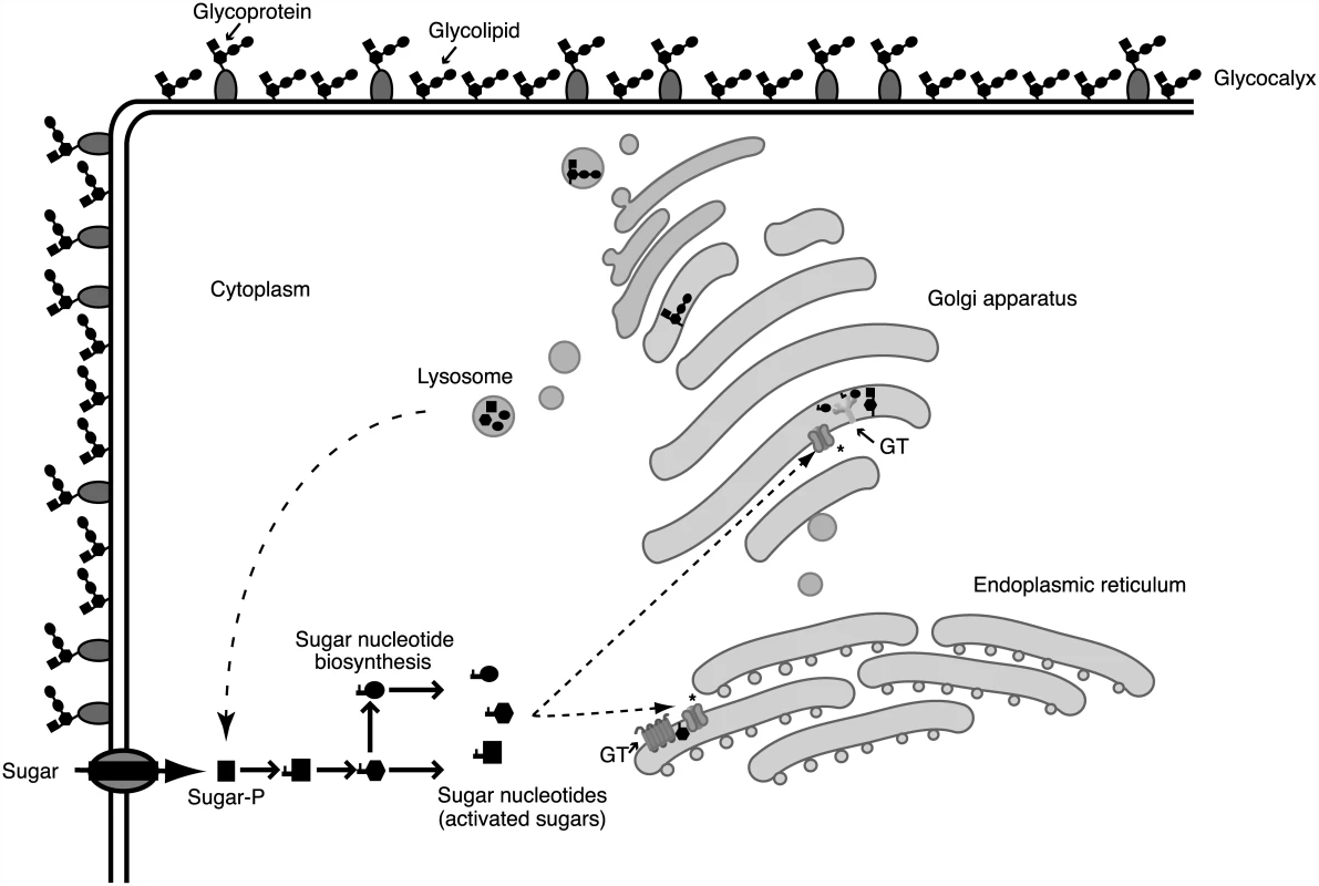 Glycosylation processes involve different cellular compartments.