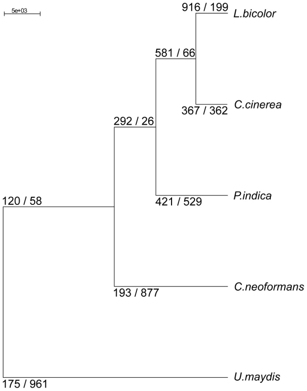 Neighbor joining (NJ) phylogenetic tree of 98 concatenated single copy genes (50,402 characters), constructed with PAUP <em class=&quot;ref&quot;>[<b>104</b>]</em>.