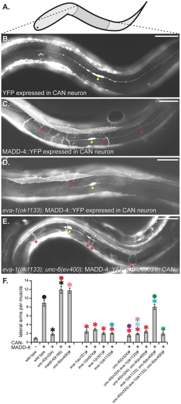 EVA-1 functions with UNC-40 to mediate muscle arm attraction to MADD-4.