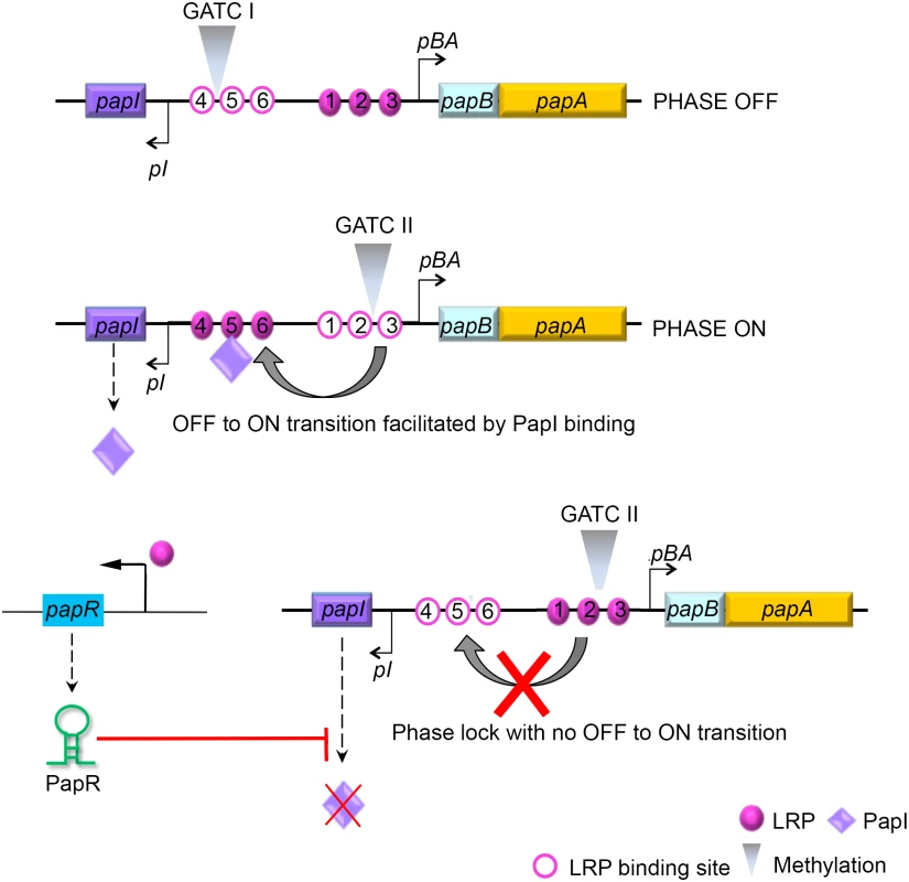 Model illustrating PapR-mediated modulation of P-fimbriae phase variation.