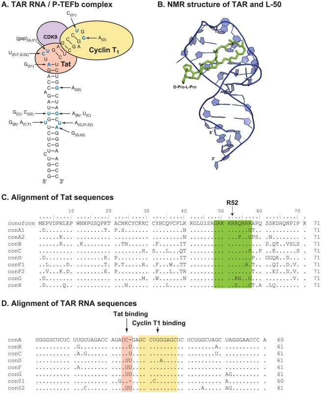 The structure and sequence of HIV-1 Tat/TAR RNA.