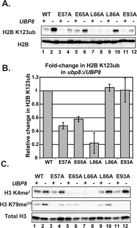 Deletion of <i>UBP8</i> variably affects the recovery of H2B K123ub, H3 K4me<sup>3</sup>, and H3 K79me<sup>2/3</sup> in the H2A mutants.