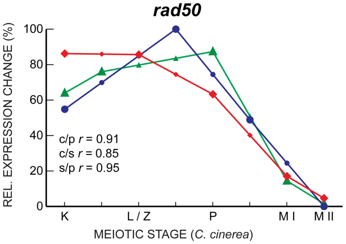 <i>rad50</i> expression is well-correlated in <i>C. cinerea</i>, <i>S. pombe</i>, and <i>S. cerevisiae</i>.