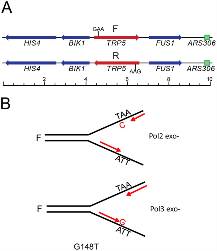 The <i>trp5</i> reversion assay in proofreading defective strains.