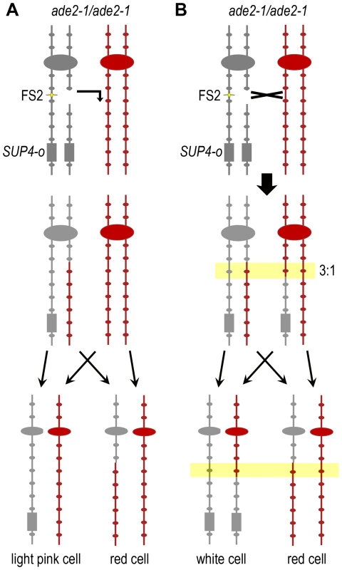 Use of SNPs to map the location of mitotic recombination events.