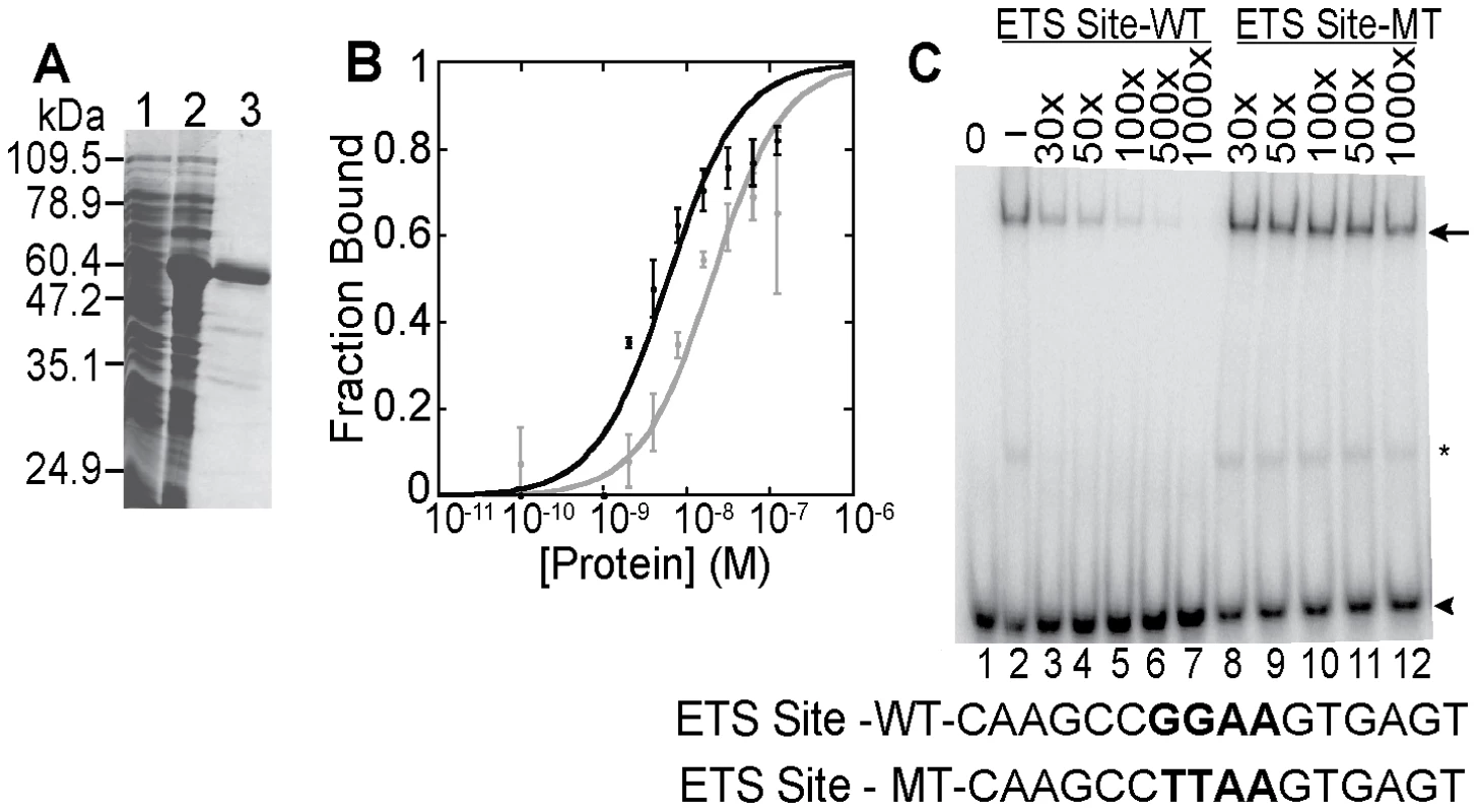 <i>In vitro</i> DNA binding activity of ETS-4.