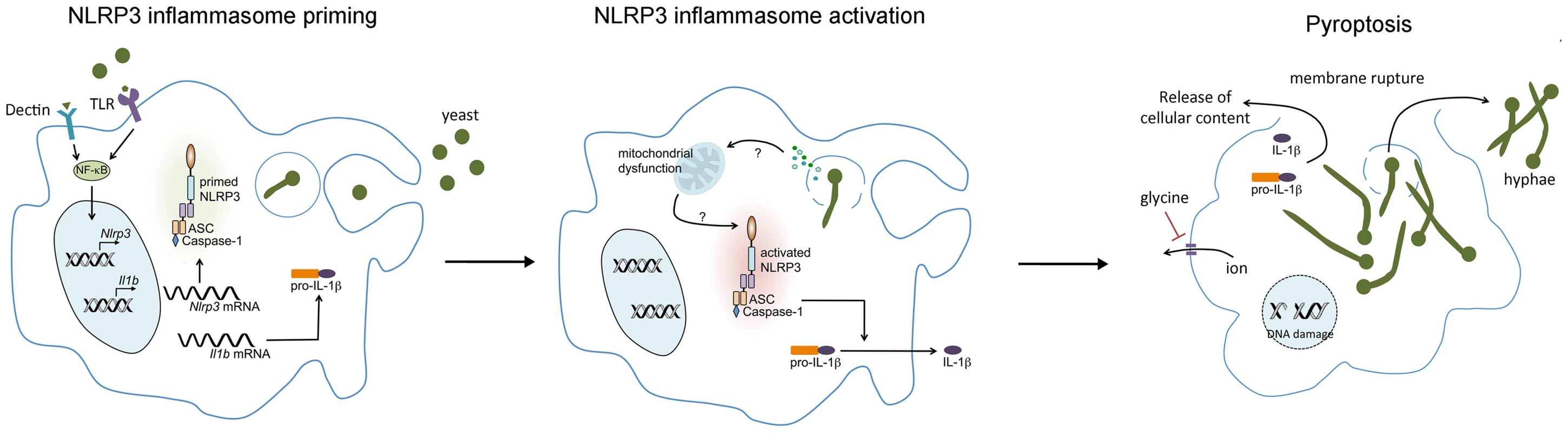<i>C. albicans</i>–mediated NLRP3 inflammasome activation.