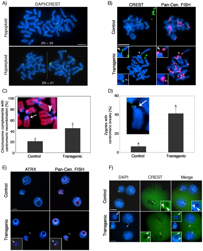 Centromere instability and micronuclei formation following fertilization of ATRX-deficient oocytes.