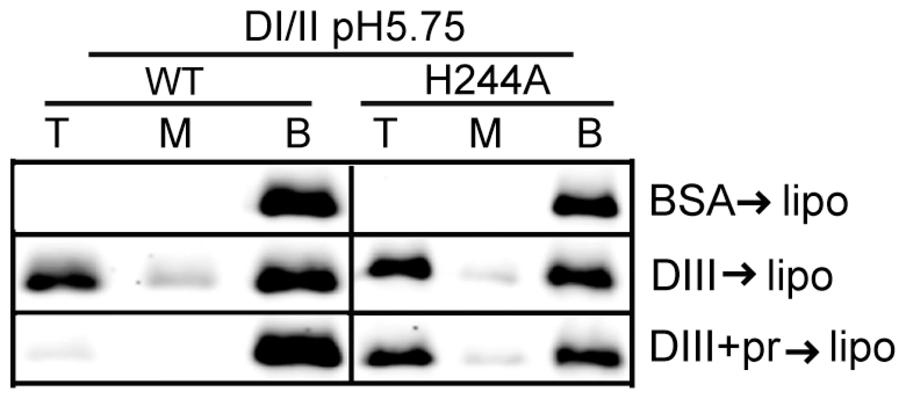 H244A E protein interacts with membranes and is resistant to inhibition by pr.