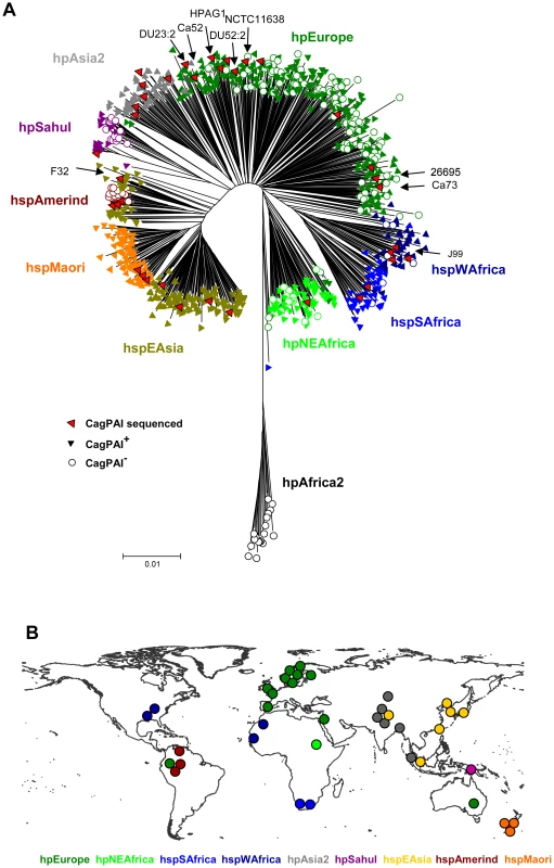 Distribution of the <i>cag</i> pathogenicity island in a global collection of <i>H. pylori</i> strains from different populations.