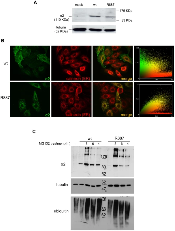 In vitro expression and localization of <i>α2-ATPase</i>.