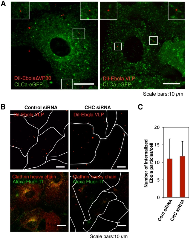 Internalization of DiI-labeled Ebola virions is independent of the clathrin -mediated endocytic pathway.