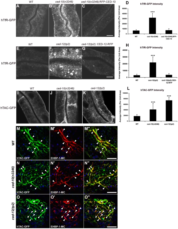 <i>ced-10 and ced-12</i> mutants display abnormal trafficking of recycling cargo in the <i>C. elegans</i> intestine.