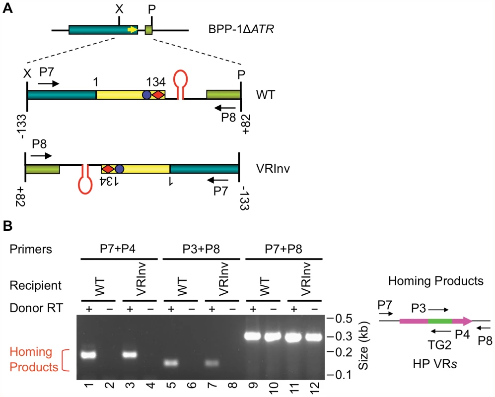 Target orientation in the BPP-1 phage genome is not critical for recognition.
