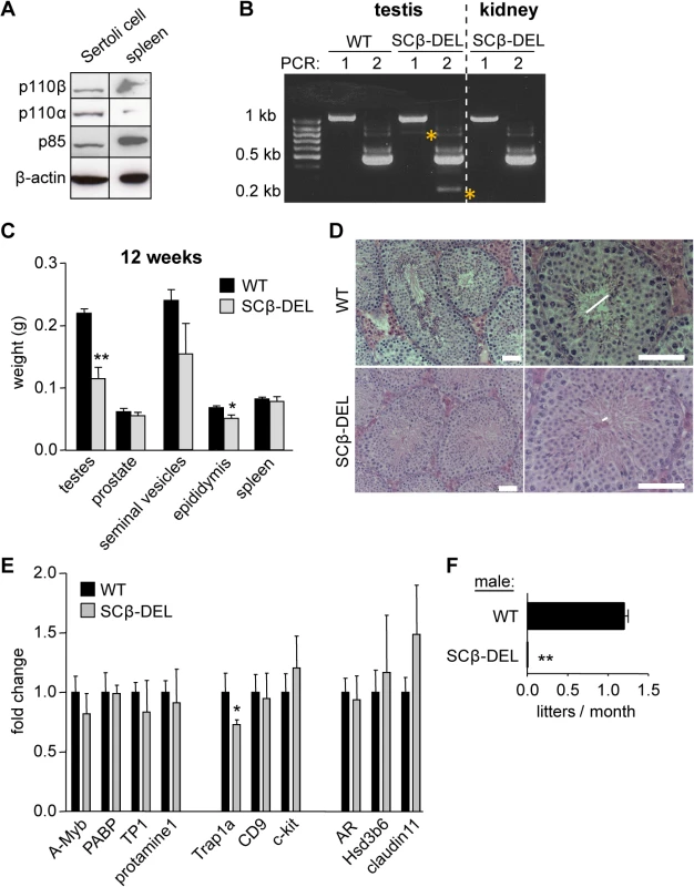 Tissue-specific inactivation of p110β in SCs causes male sterility.