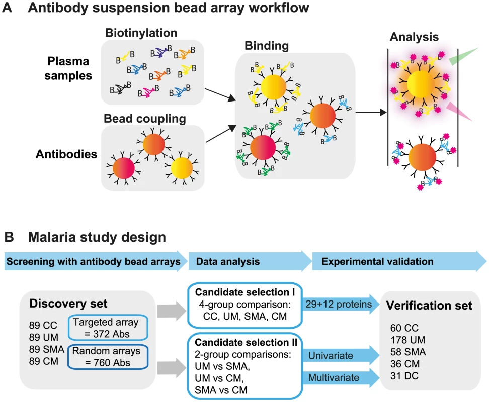Overview of affinity proteomics screening and study design.