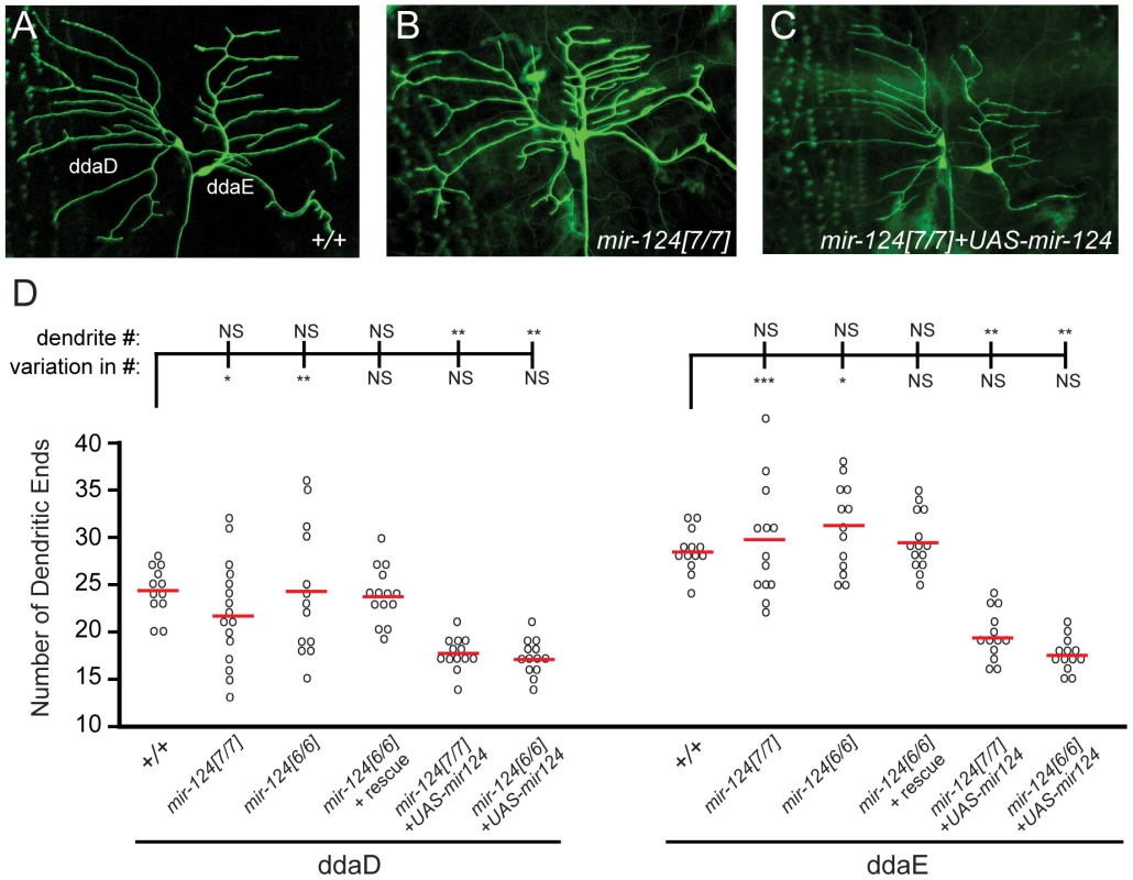 <i>mir-124</i> suppresses variation in dendrite numbers on sensory neurons.